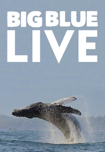 Big Blue Live